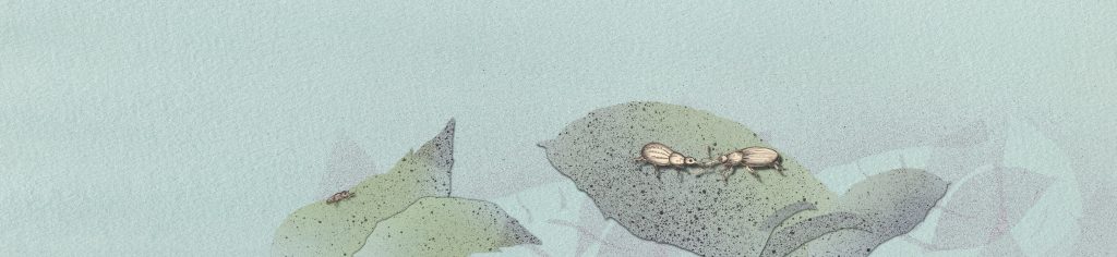 Wandeln Woche 4 Rüsselkäfer